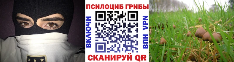 omg маркетплейс  Кушва  Галлюциногенные грибы Cubensis 
